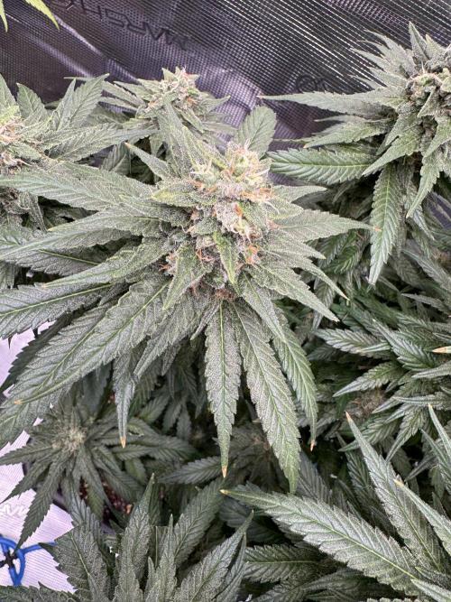 RQS Critical + White Widow. Week 15 - WHITE WIDOW - day 101