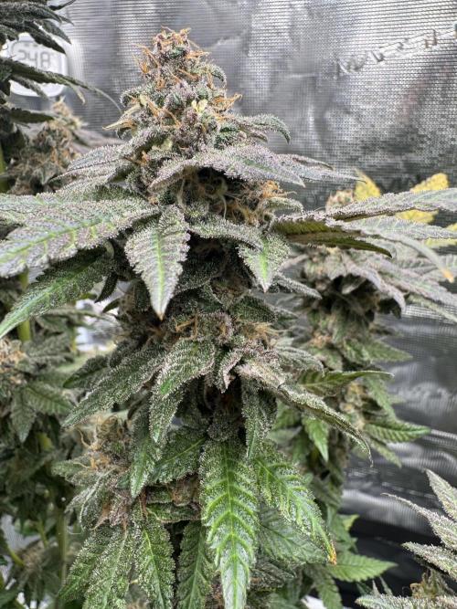 RQS Critical + White Widow. Week 16 - 🌱 CRITICAL 1 - Day 106