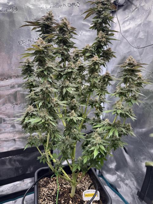 RQS Critical + White Widow. Week 16 - 🌱 CRITICAL 1 - Day 106