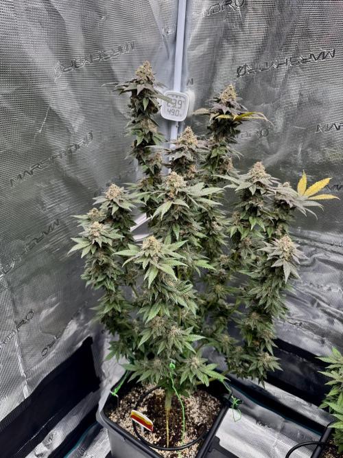 RQS Critical + White Widow. Week 16 - 🌱 CRITICAL 2 - Day 106