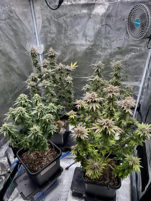 RQS Critical + White Widow. Week 16 - Day 107