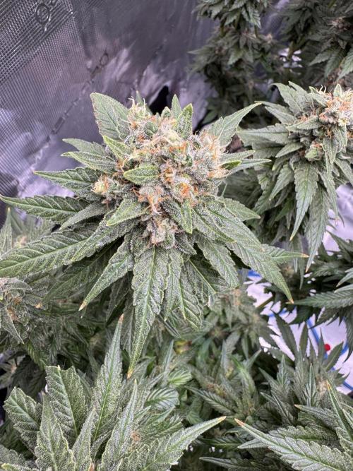 RQS Critical + White Widow. Week 16 - 🌱 WHITE WIDOW - Day 106