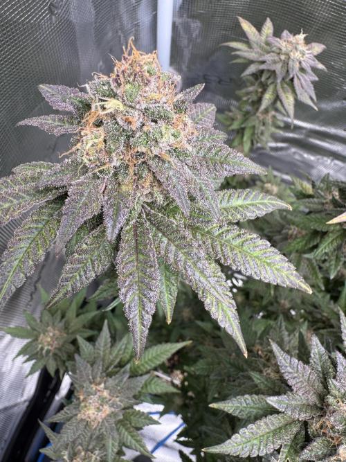 RQS Critical + White Widow. Week 16