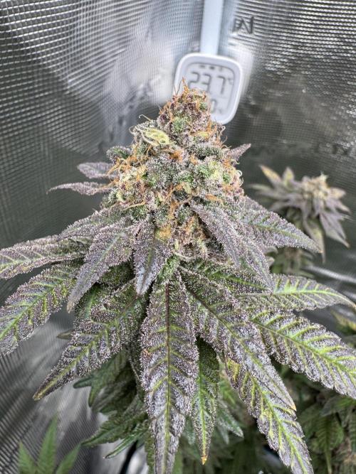 RQS Critical + White Widow. Week 16