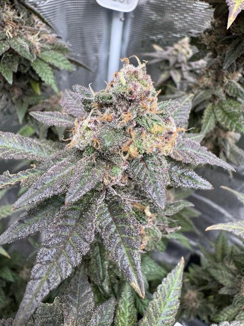 RQS Critical + White Widow. Week 16
