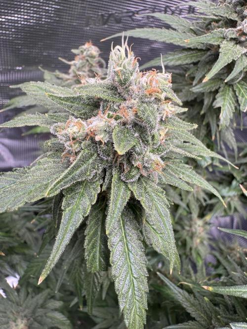 RQS Critical + White Widow. Week 16 - 🌱 WHITE WIDOW - Day 108
