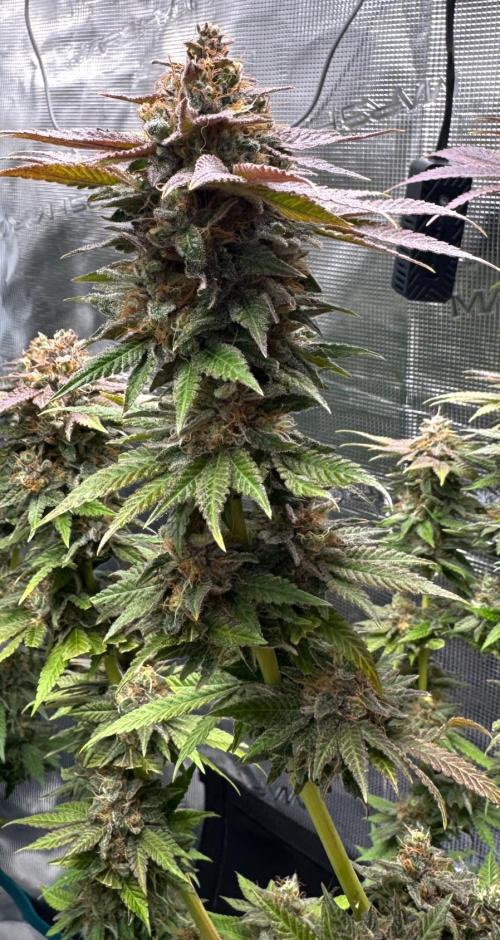 RQS Critical + White Widow. Week 16 - 🌱 CRITICAL 1 - Day 111