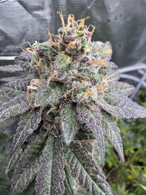 RQS Critical + White Widow. Week 16