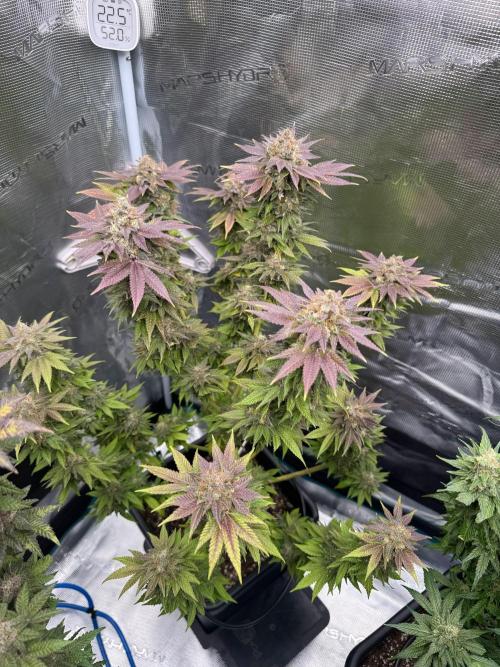 RQS Critical + White Widow. Week 16 - 🌱 CRITICAL 3 - Day 110
