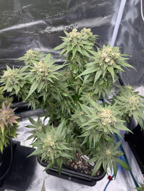 RQS Critical + White Widow. Week 16 - 🌱 WHITE WIDOW - Day 110