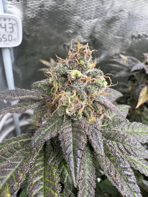 RQS Critical + White Widow. Week 16 - 🌱 CRITICAL 2 - Day 109