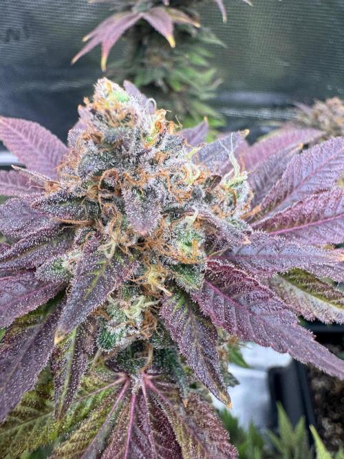 RQS Critical + White Widow. Week 17
