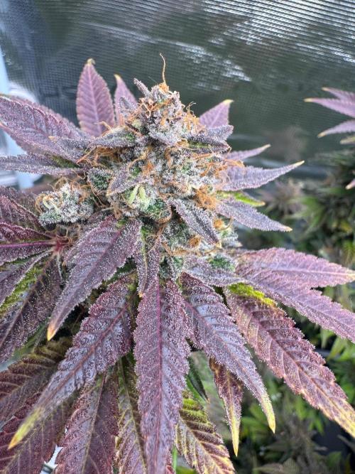 RQS Critical + White Widow. Week 17