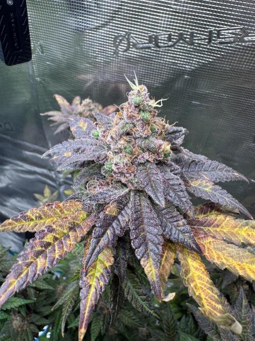 RQS Critical + White Widow. Week 17