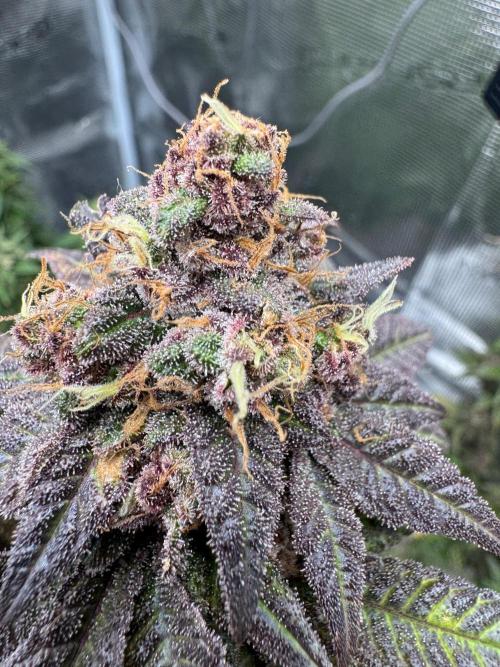 RQS Critical + White Widow. Week 17