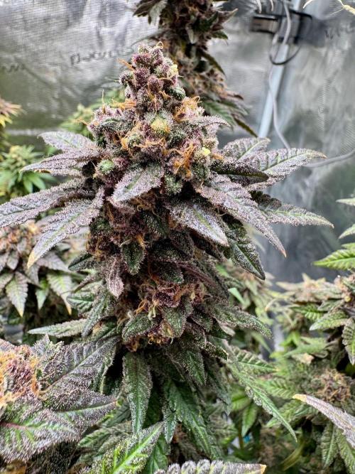 RQS Critical + White Widow. Week 17