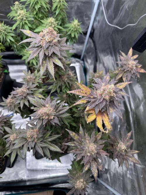 RQS Critical + White Widow. Week 17