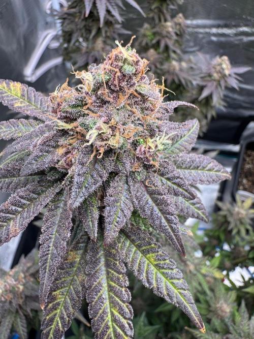 RQS Critical + White Widow. Week 17