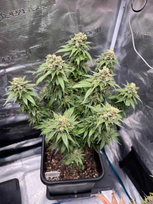 RQS Critical + White Widow. Week 17