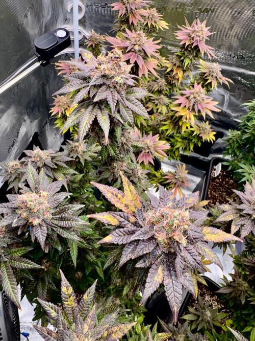 RQS Critical + White Widow. Week 17