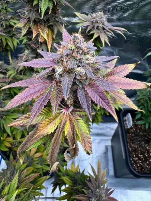 RQS Critical + White Widow. Week 17