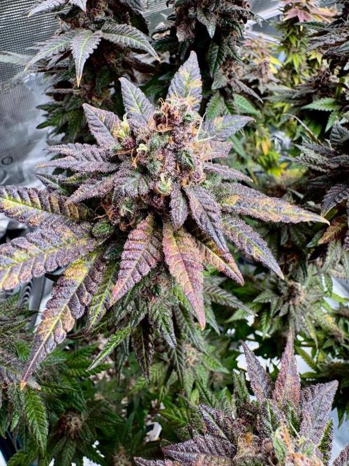 RQS Critical + White Widow. Week 17