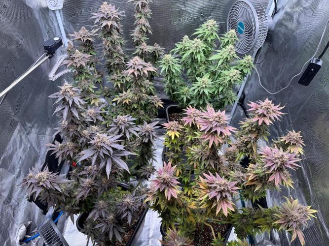 RQS Critical + White Widow. Week 17