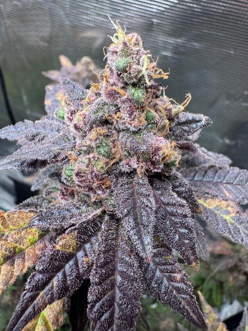 RQS Critical + White Widow. Week 17