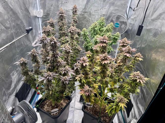 RQS Critical + White Widow. Week 17