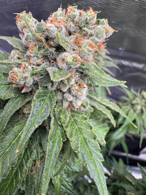 RQS Critical + White Widow. Week 17