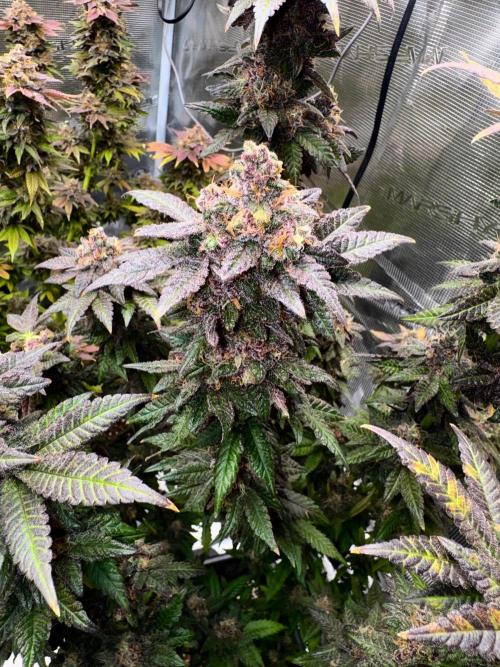 RQS Critical + White Widow. Week 17