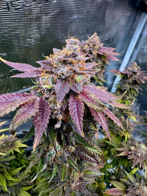 RQS Critical + White Widow. Week 17