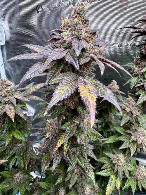RQS Critical + White Widow. Week 17