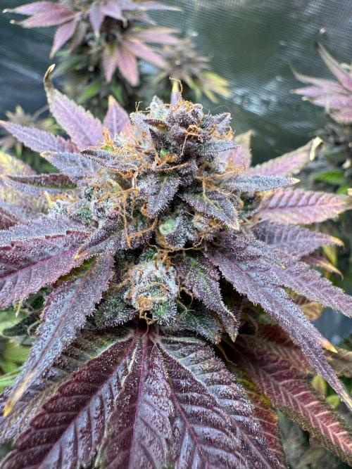 RQS Critical + White Widow. Week 17