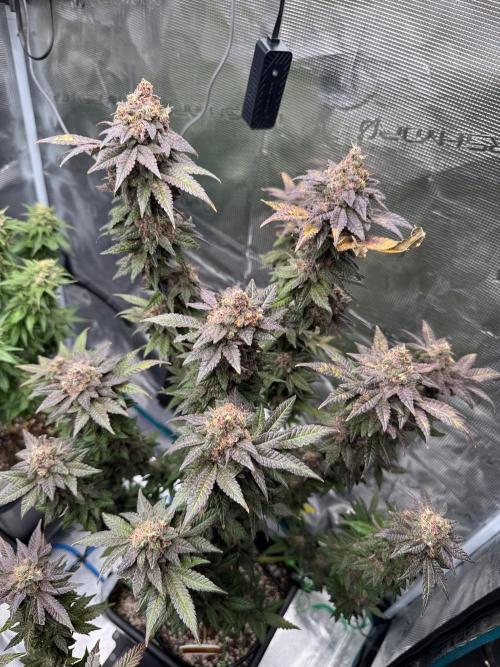 RQS Critical + White Widow. Week 17