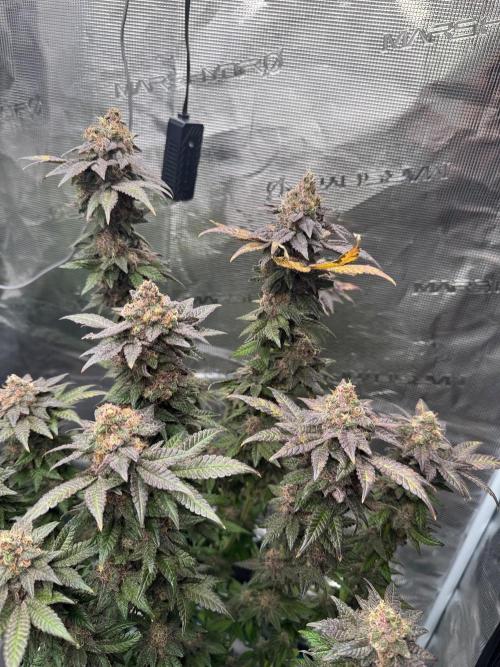RQS Critical + White Widow. Week 17