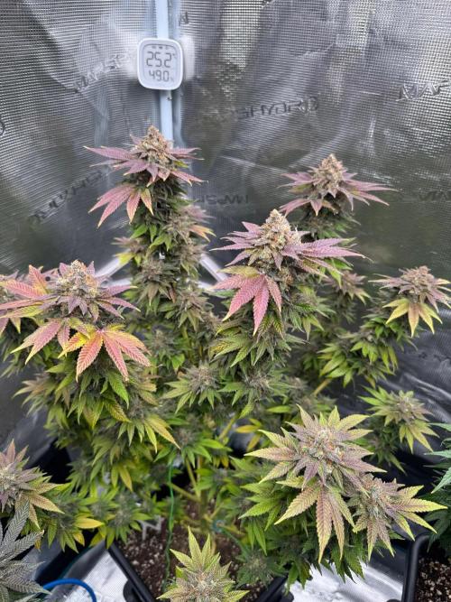 RQS Critical + White Widow. Week 17