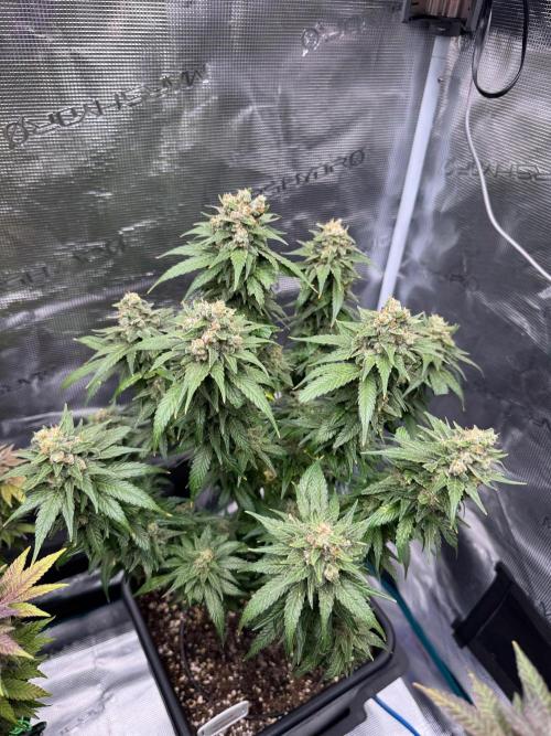 RQS Critical + White Widow. Week 17