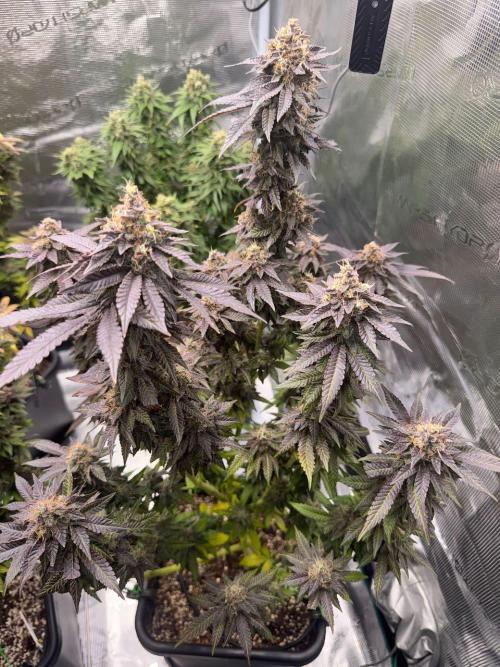 RQS Critical + White Widow. Week 17 - 🌱 Critical 1