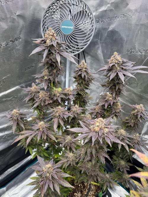 RQS Critical + White Widow. Week 17 - 🌱 Critical 1