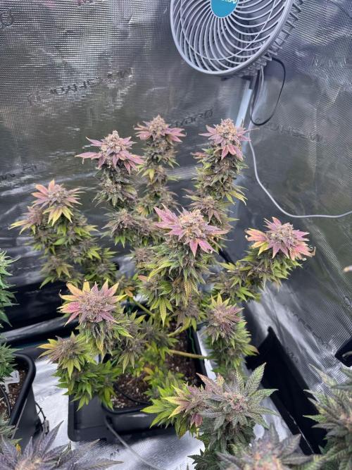 RQS Critical + White Widow. Week 17 - 🌱 Critical 3