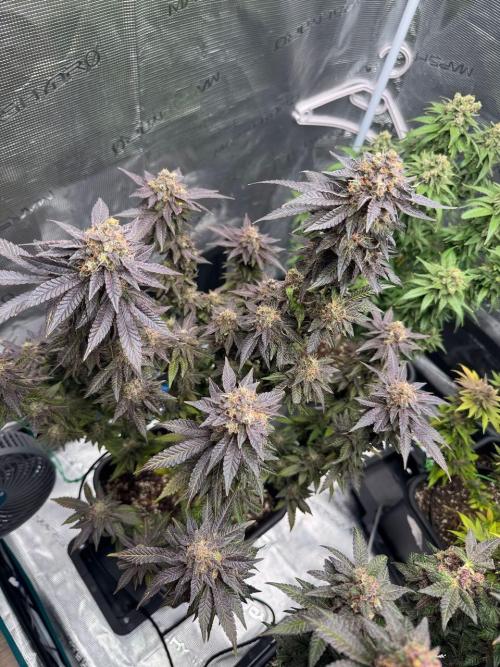 RQS Critical + White Widow. Week 17 - 🌱 Critical 1