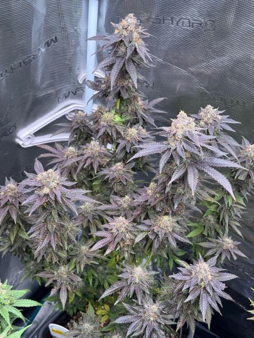 RQS Critical + White Widow. Week 17 - 🌱 Critical 1