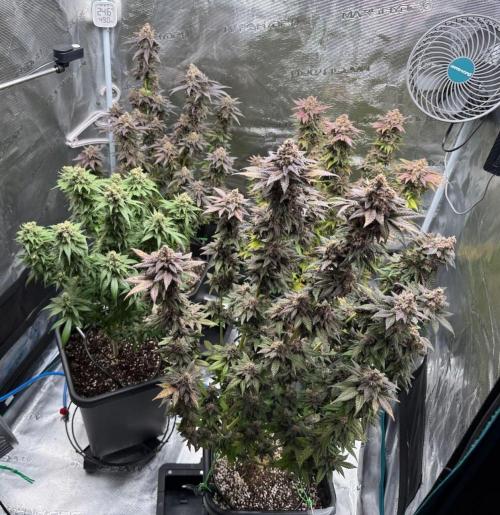 RQS Critical + White Widow. Week 17