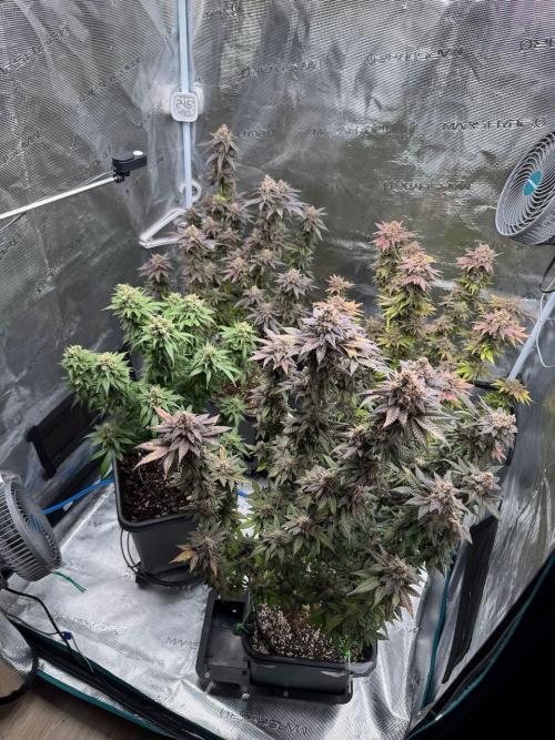 RQS Critical + White Widow. Week 17