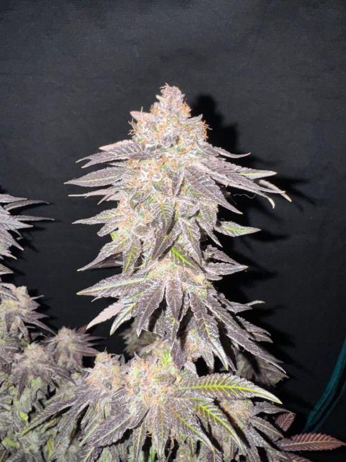 RQS Critical + White Widow. Week 18 - 🌱 Critical 1 - Day 73 of flowering