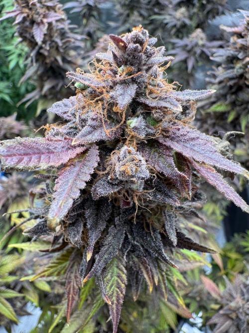 RQS Critical + White Widow. Week 18 - 🌱 Critical 1 - Day 73 of flowering