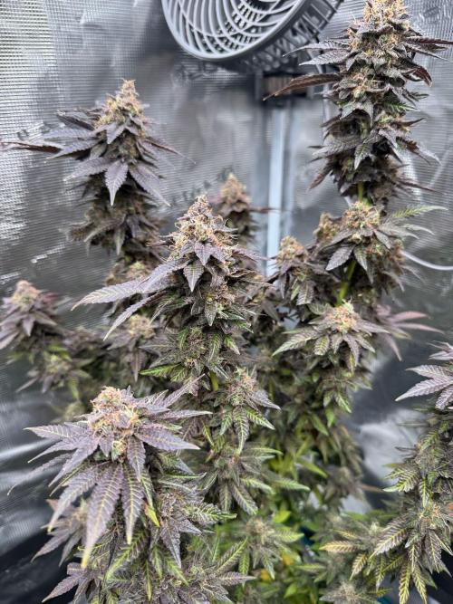 RQS Critical + White Widow. Week 18 - 🌱 Critical 1 - Day 73 of flowering