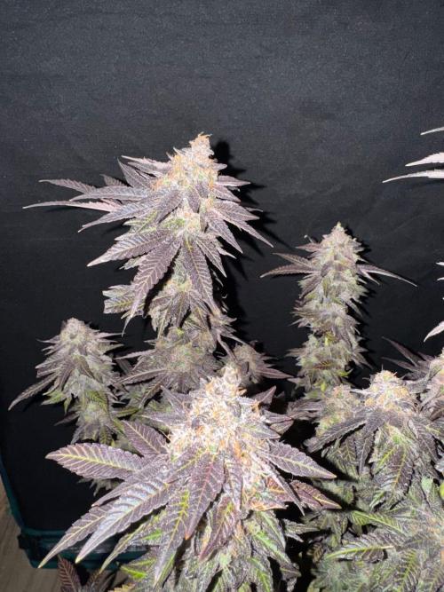 RQS Critical + White Widow. Week 18 - 🌱 Critical 1 - Day 73 of flowering