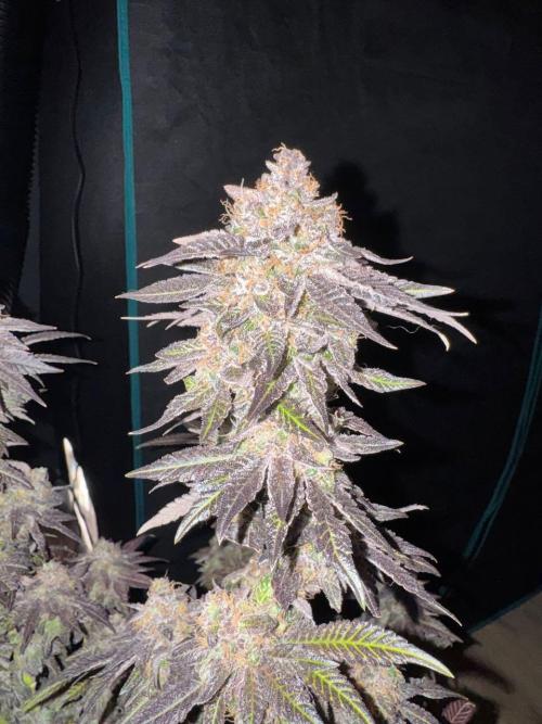 RQS Critical + White Widow. Week 18 - 🌱 Critical 1 - Day 73 of flowering
